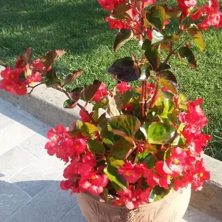 La Residenza Di Bacco Apartamento